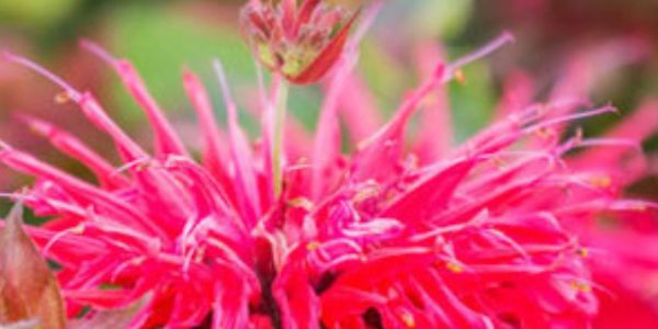Scarlet Bee Balm