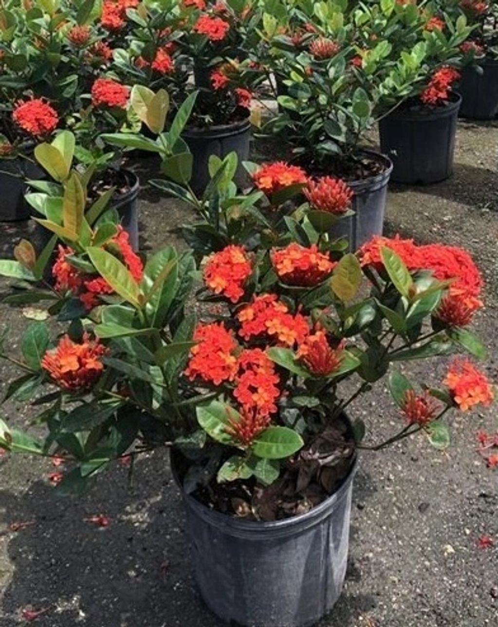 Ixora, Maui Red