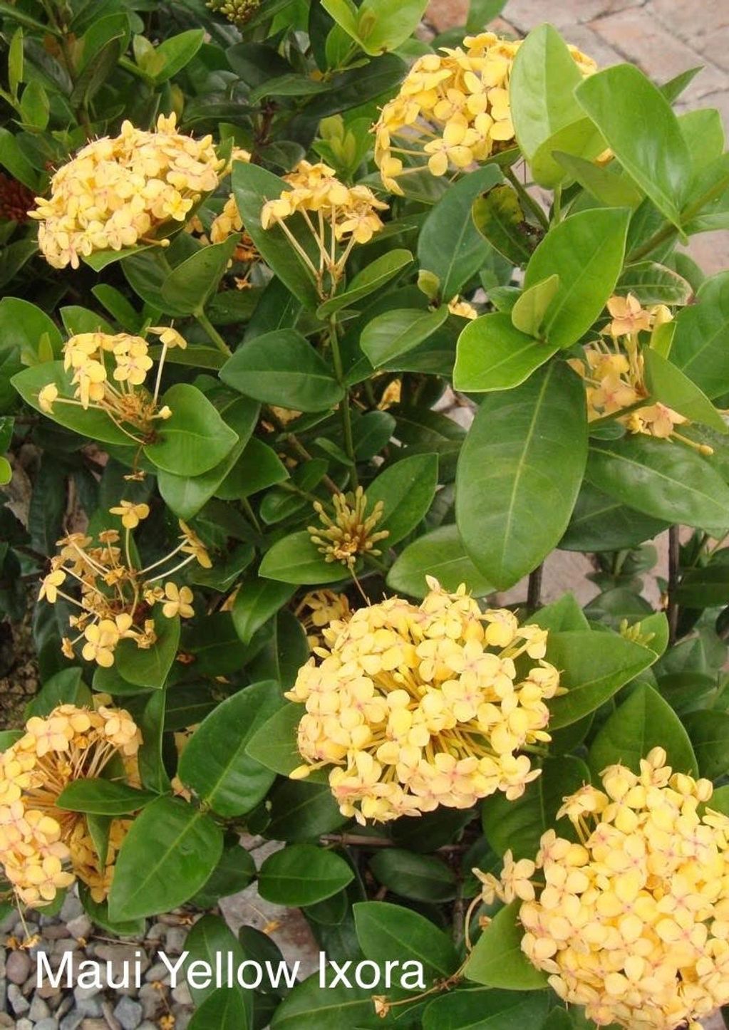 Ixora, Maui Yellow
