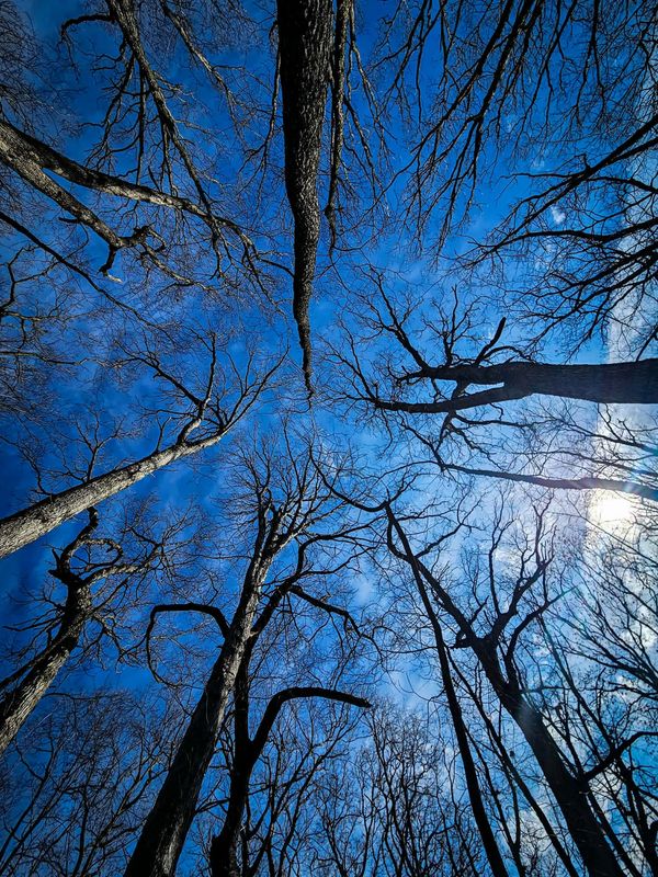 Bare trees reach up to a clear blue sky.