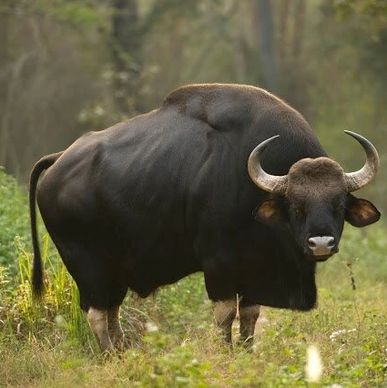 The Indian Bison seen in Manas National Park, another World Heritage Site in Assam