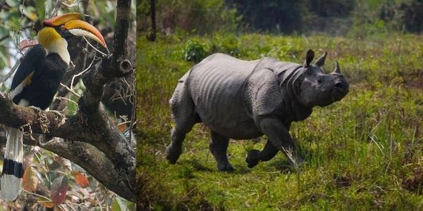 A hornbill perched on a tree and a rhinoceros walking in a grassy field.