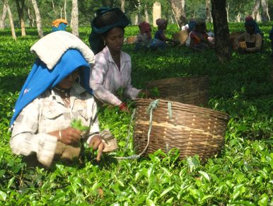 Tea Garden in Assam