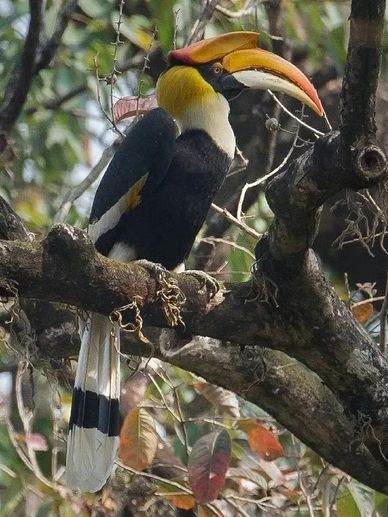 Great Indian Hornbill