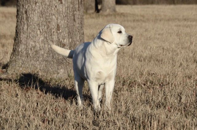 do labradors sweat