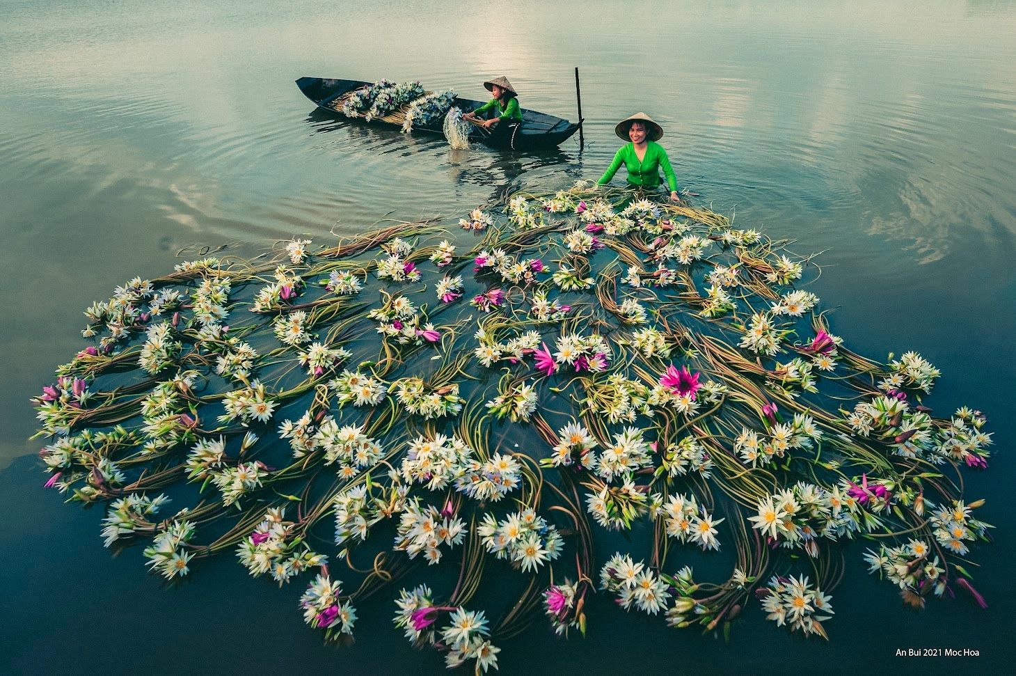 Water lily flowers in Mekong delta