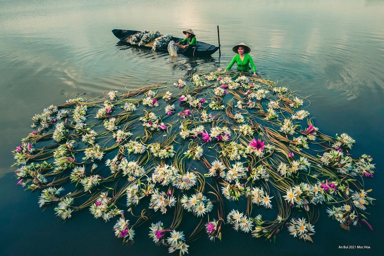 Water lily flowers in Mekong delta