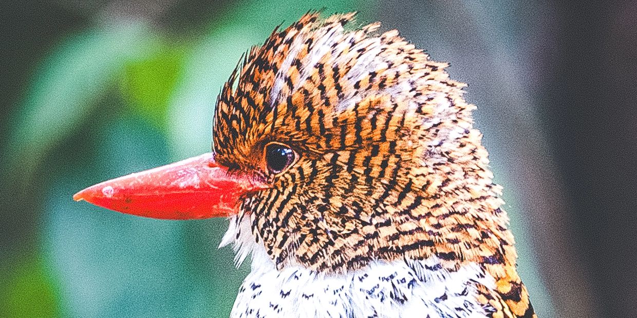 Vietnam bird photography tour