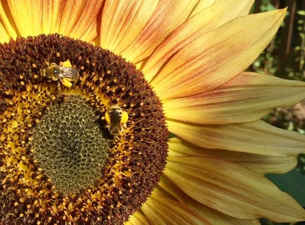 Closeup of a sunflower with two bees