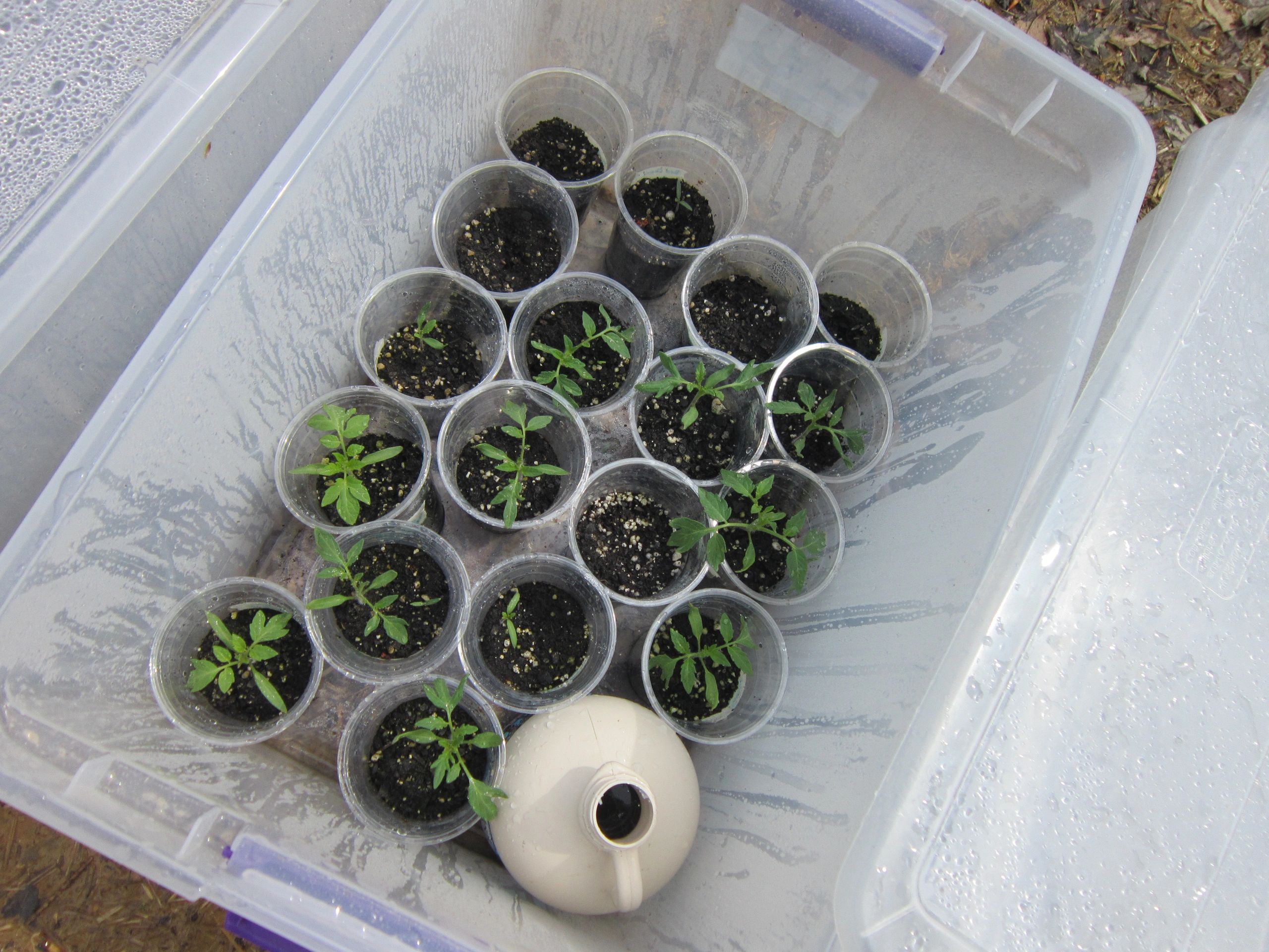 Winter-Sowing with DIY Milk Jug Greenhouses!