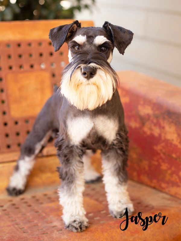 Miniature Schnauzer