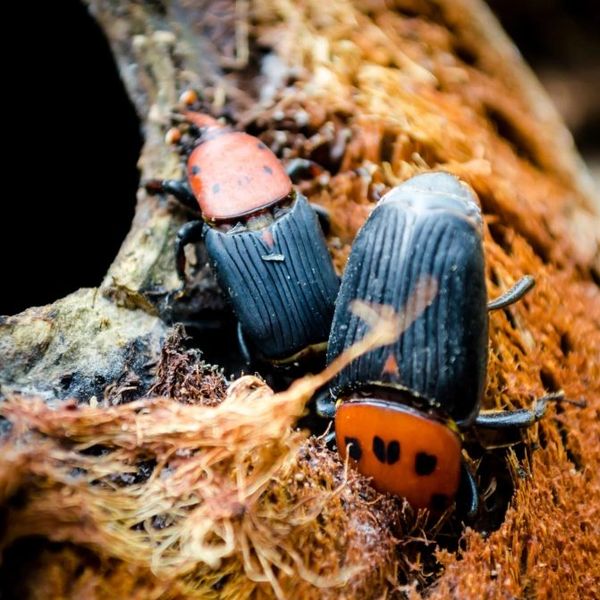 Trampa con feromonas atrayentes en su interior para la captura masiva de escarabajo picudo rojo.

El