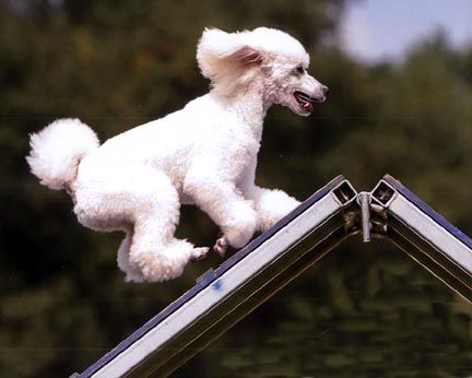 are poodles good at agility