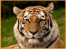 Citizens Against donald Trump, Inc. a/k/a CAT