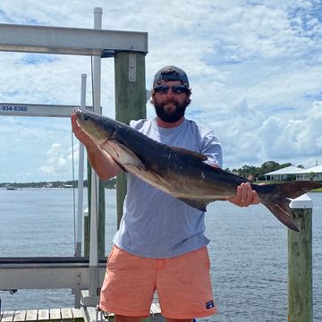 Cobia Fish caught during fishing charter