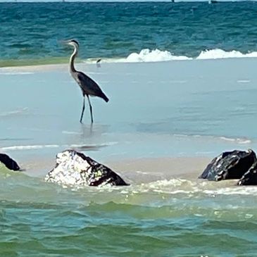 Ocean wildlife, beach scenes, birds
