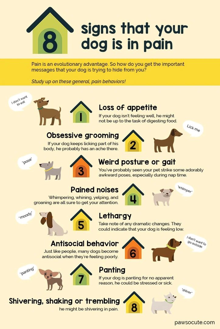 How to Tell if Your Dog Is in Pain: 12 Signs