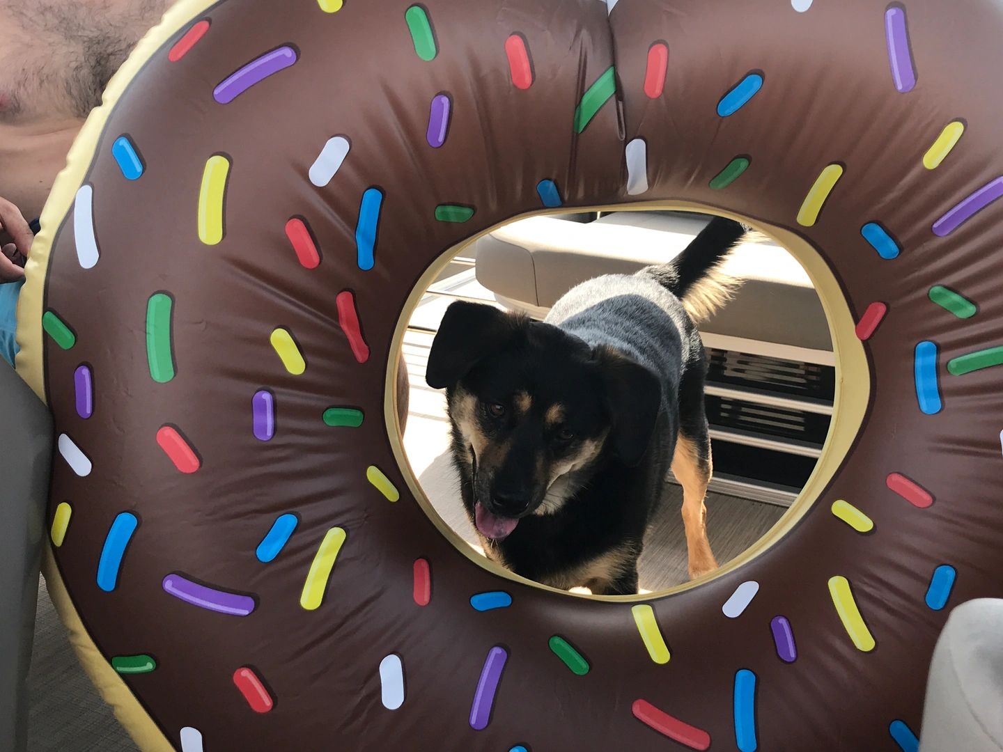 Can Bacon Grease Cause Diarrhea In Dogs