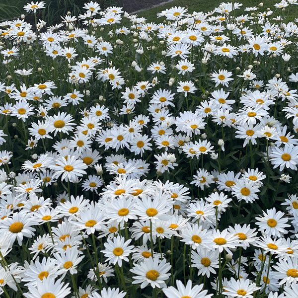 Kelowna in Bloom, Mr.Greenthumb landscape