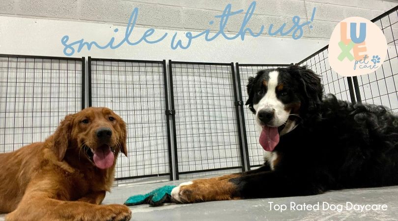 dogs playing in daycare