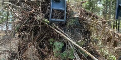 Excavator clearing large tree roots and branches in a forested area.