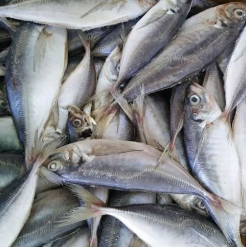 LARGE FROZEN THOMSON FISH-HORSE MACKEREL FISH