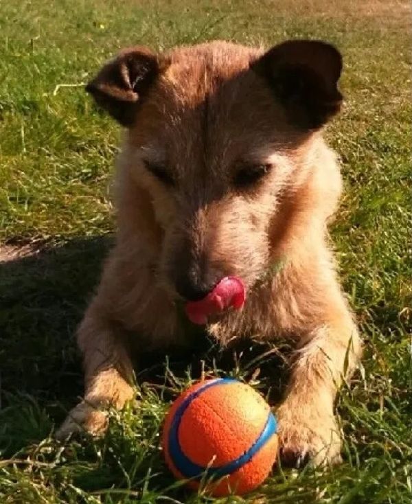 Barclay and his Chuckit!