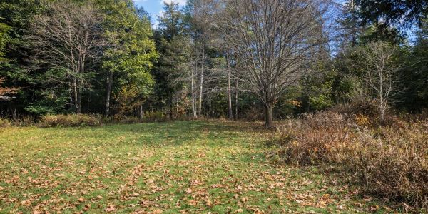 Clearing in a forest with scattered leaves on the grass.