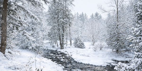 Snow-covered trees surrounding a small flowing creek.