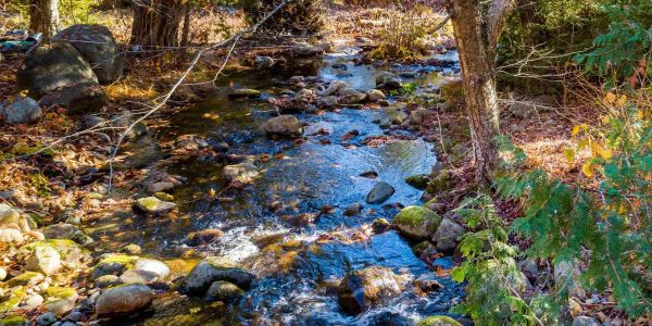 Clear stream flowing through a wooded area with rocks.