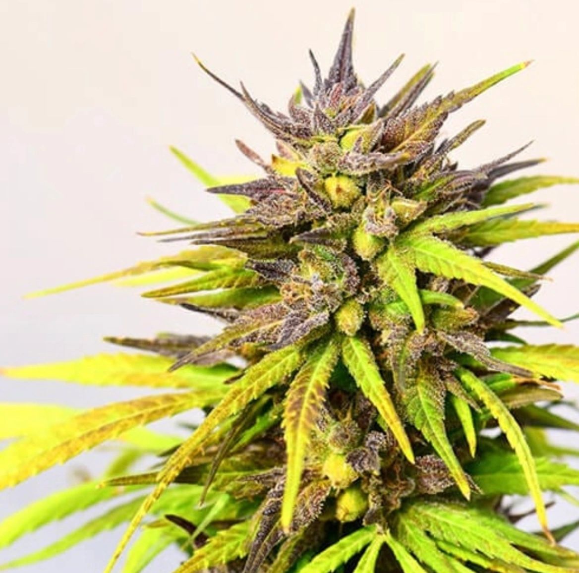 best-canna-cbd-hemp-cannabis