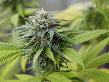 CBD Massage