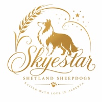 SKYESTAR Shetland Sheepdogs