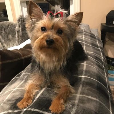 Small Yorkshire Terrier with a red bow lying on a plaid blanket indoors.