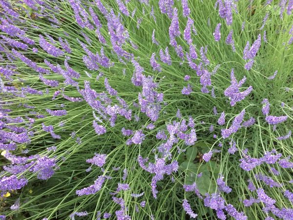 Photograph with lavender