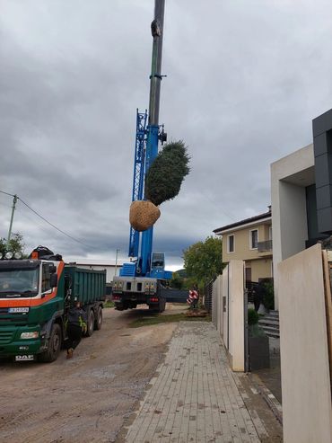 Засаждане на голямо иглолистно дърво в Банкя