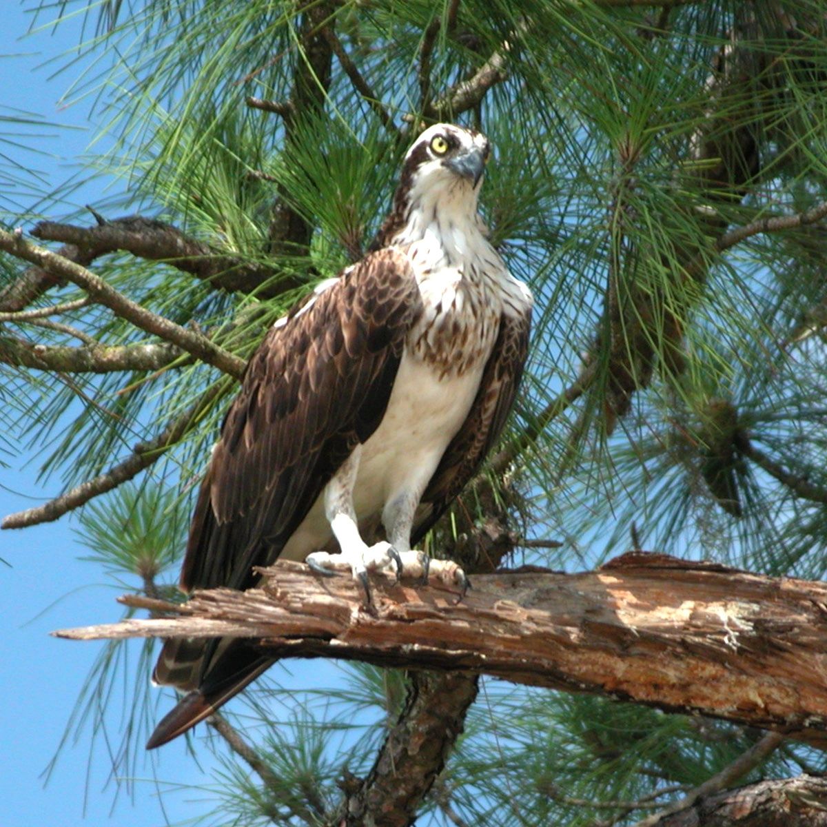 homes in osprey florida