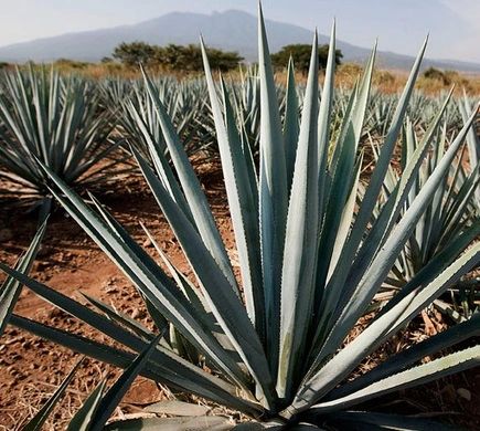 MAGUEY ESPADIN/ AGAVE ANGUSTIFOLIA