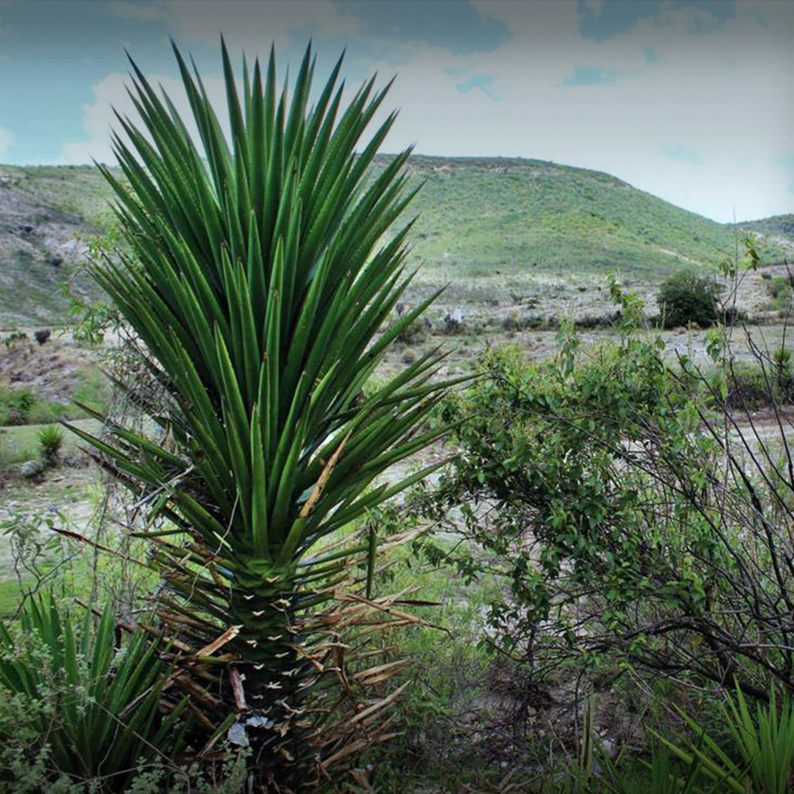 MAGUEY MADRECUISHE/ AGAVE KARWINSKII, ALTARES DE MI TIERRA