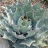 AGAVE POTATORUM, MAGUEY TOBALÁ