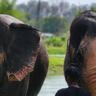 Two elephants and a person near water in a natural setting.