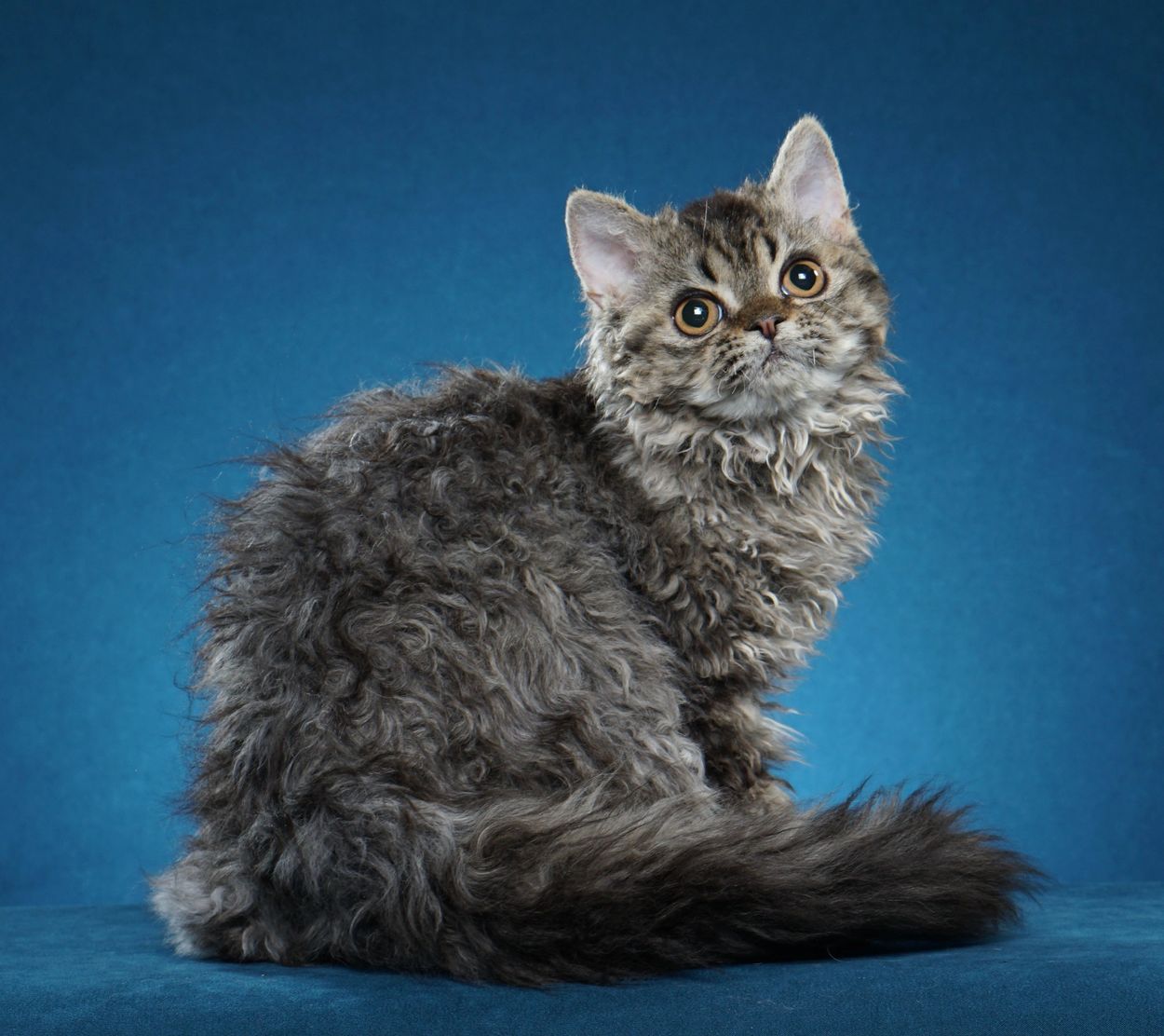 TiCA Breed Winner Dinkidi Dark Phoenix.  