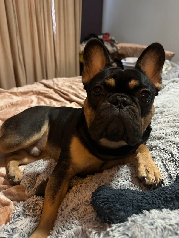 Alert French Bulldog lying on a bed with a textured blanket.