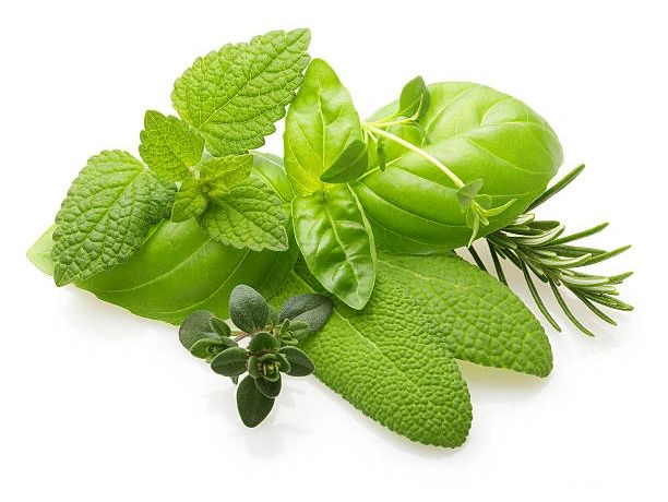 hydroponic microfarms for restaurants, office hydroponic systems, pre-seeded grow mats UAE,