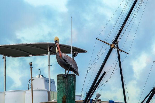 Pelican at sunrise on the intracoastal waterway in Manalapan FL