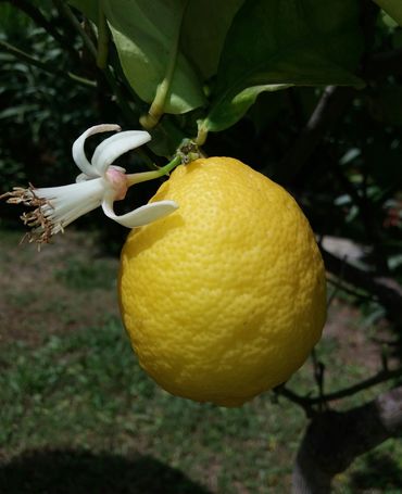 Lemon