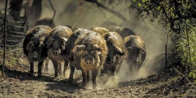 Sonoma County Mangalitsa.