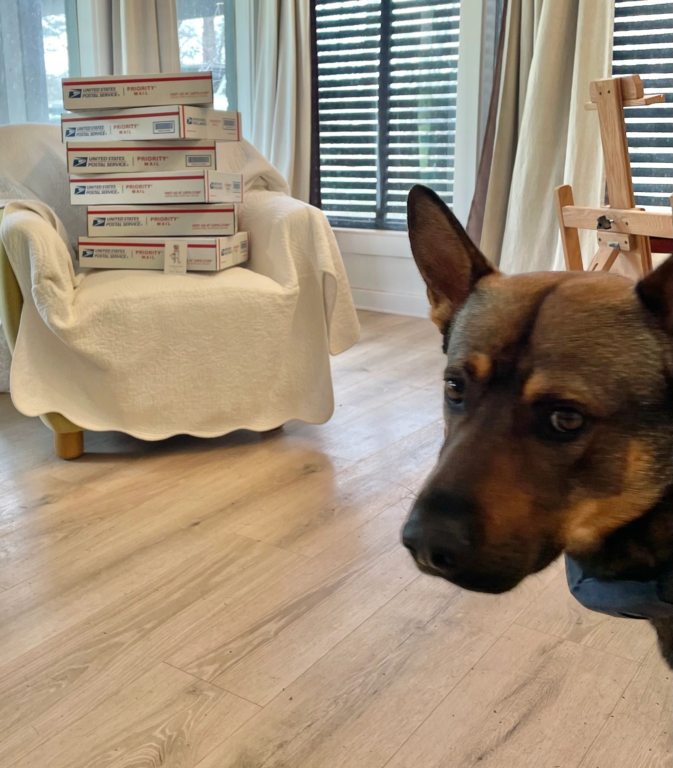 Stack of USPS Priority Mail boxes on chair with dog in foreground.