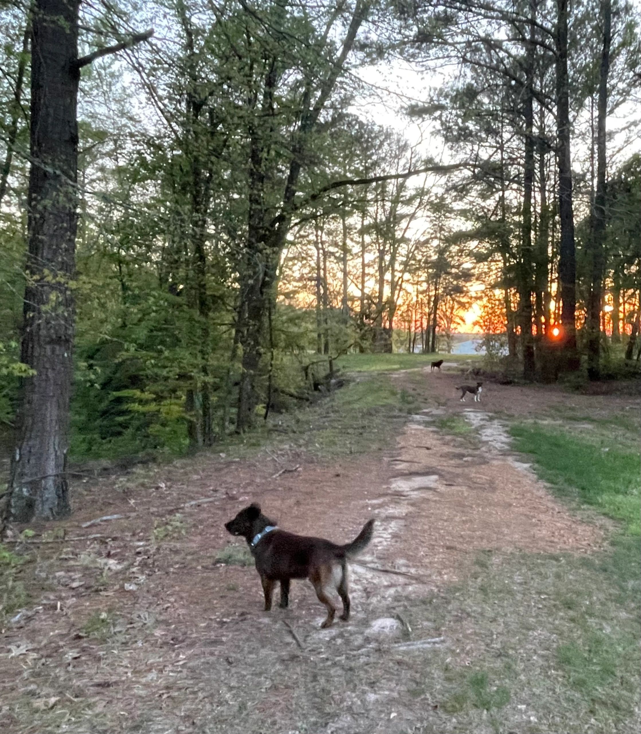 Dogs walking on a dirt path in a forest at sunset.
