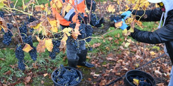 Pruning grapes
